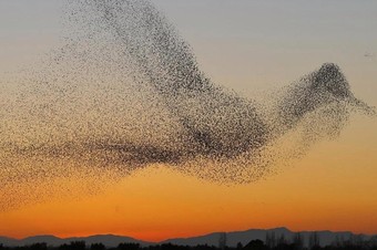 Bandadas de pájaros