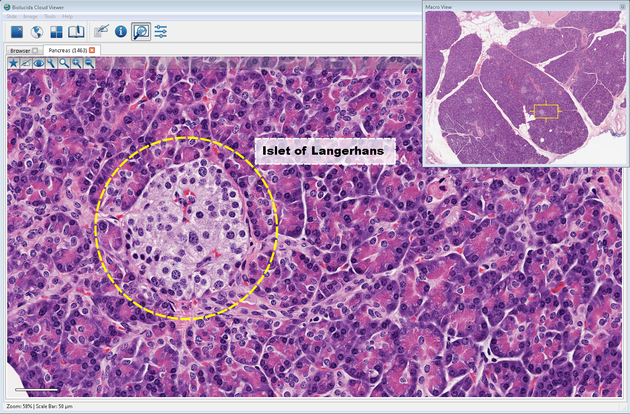 captura de pantalla del programa iowa virtual slidebox. foto en alta calidad para enseñar histología