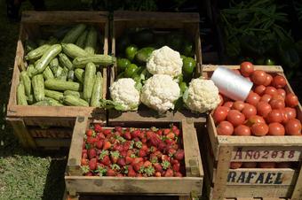 verduras producidas en el Cinturón hortícola