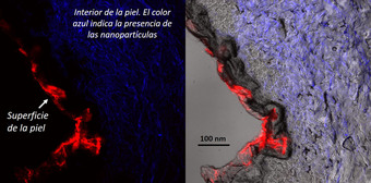 gráfico que muestra las nanoparticulas en la piel 