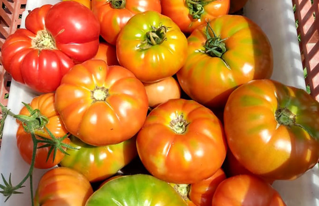 Tomate platense