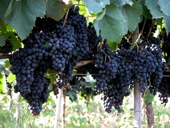 primer plano de racimos de uva
